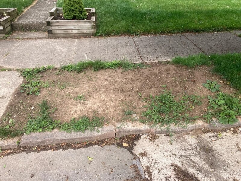 One rogue gardener got an A for effort, but more of a failing grade for execution after unintentionally planting an invasive plant.