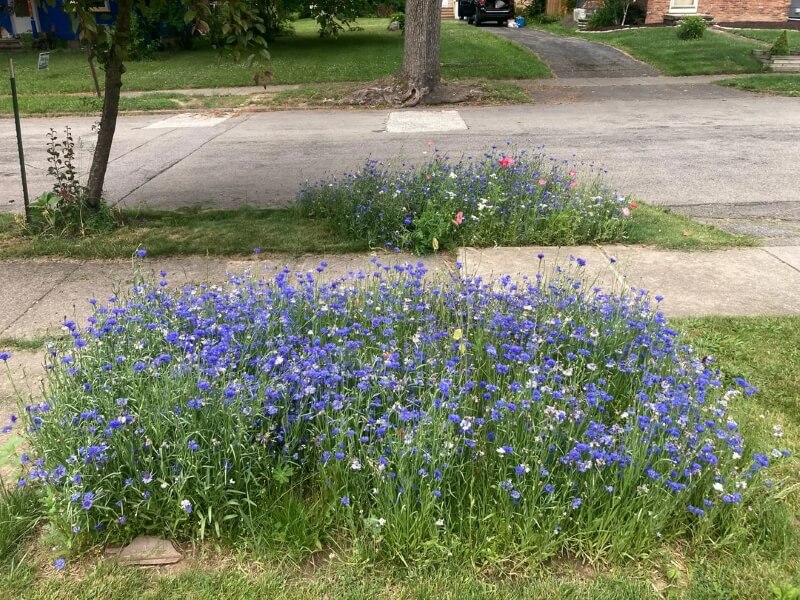 One rogue gardener got an A for effort, but more of a failing grade for execution after unintentionally planting an invasive plant.