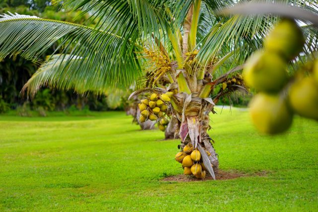 A cluster of coconut palms with green coconuts on a lush green lawn.