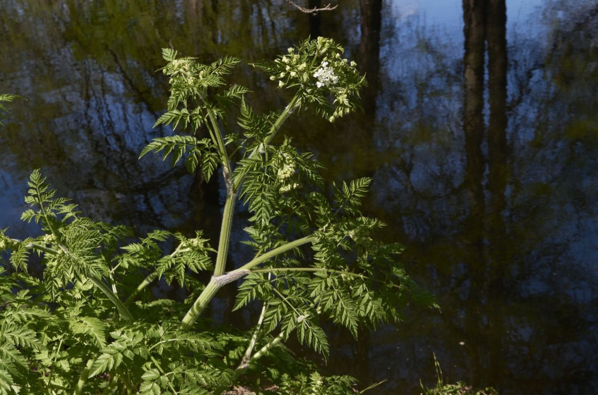 A green plant with feathery leaves and small white flowers near a dark, reflective body of water.