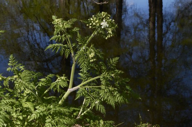 A green plant with feathery leaves and small white flowers near a dark, reflective body of water.