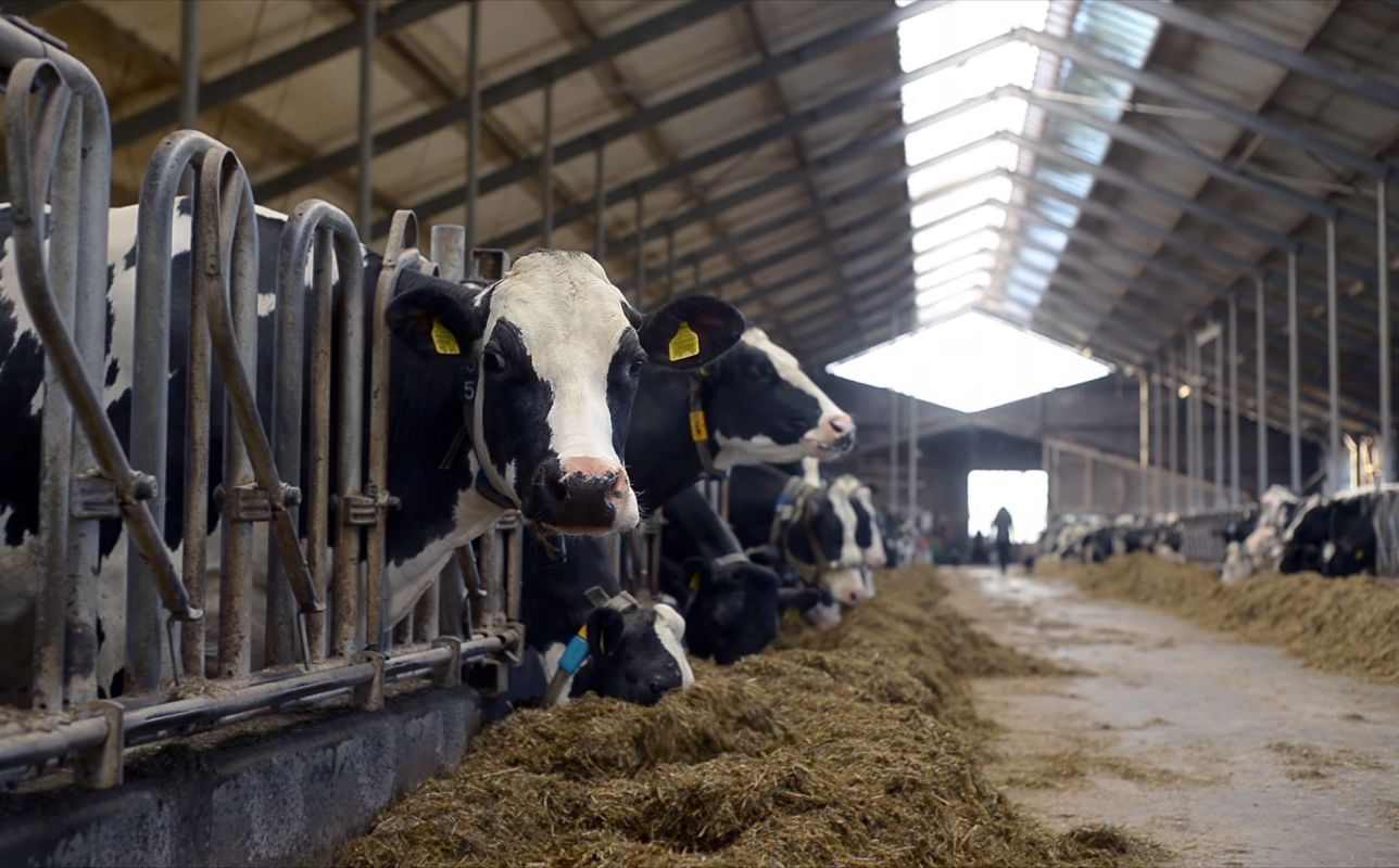 A row of black-and-white cows eating in a well-lit barn on a dairy farm.