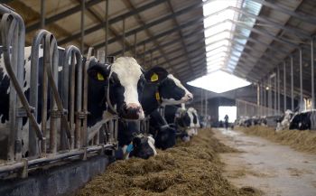 A row of black-and-white cows eating in a well-lit barn on a dairy farm.