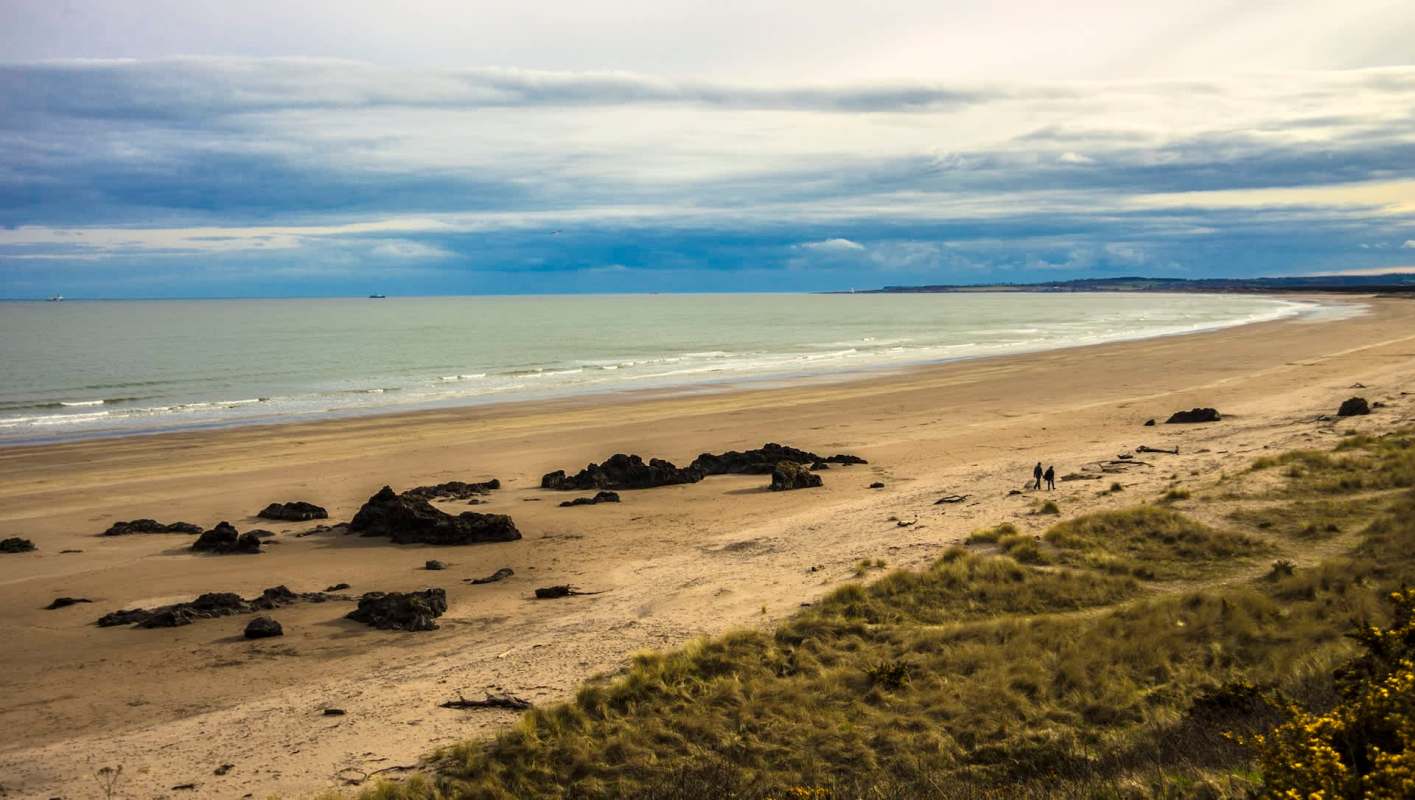 A video of a coyote watching two dogs running around nearby has caused concern in a Chicago community.