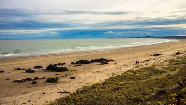 A video of a coyote watching two dogs running around nearby has caused concern in a Chicago community.