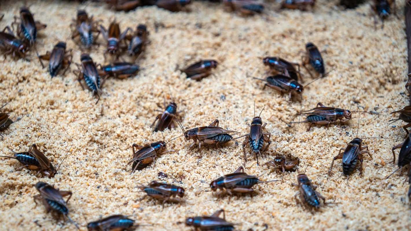 A close-up of numerous crickets on a sandy surface.