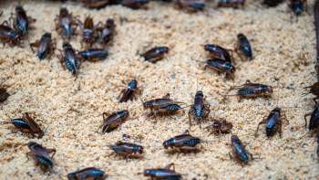A close-up of numerous crickets on a sandy surface.
