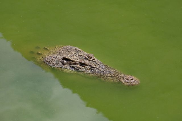 A Queensland, Australia, family was left heartbroken after drone footage confirmed their missing dog was taken off into the water by an opportunistic crocodile.