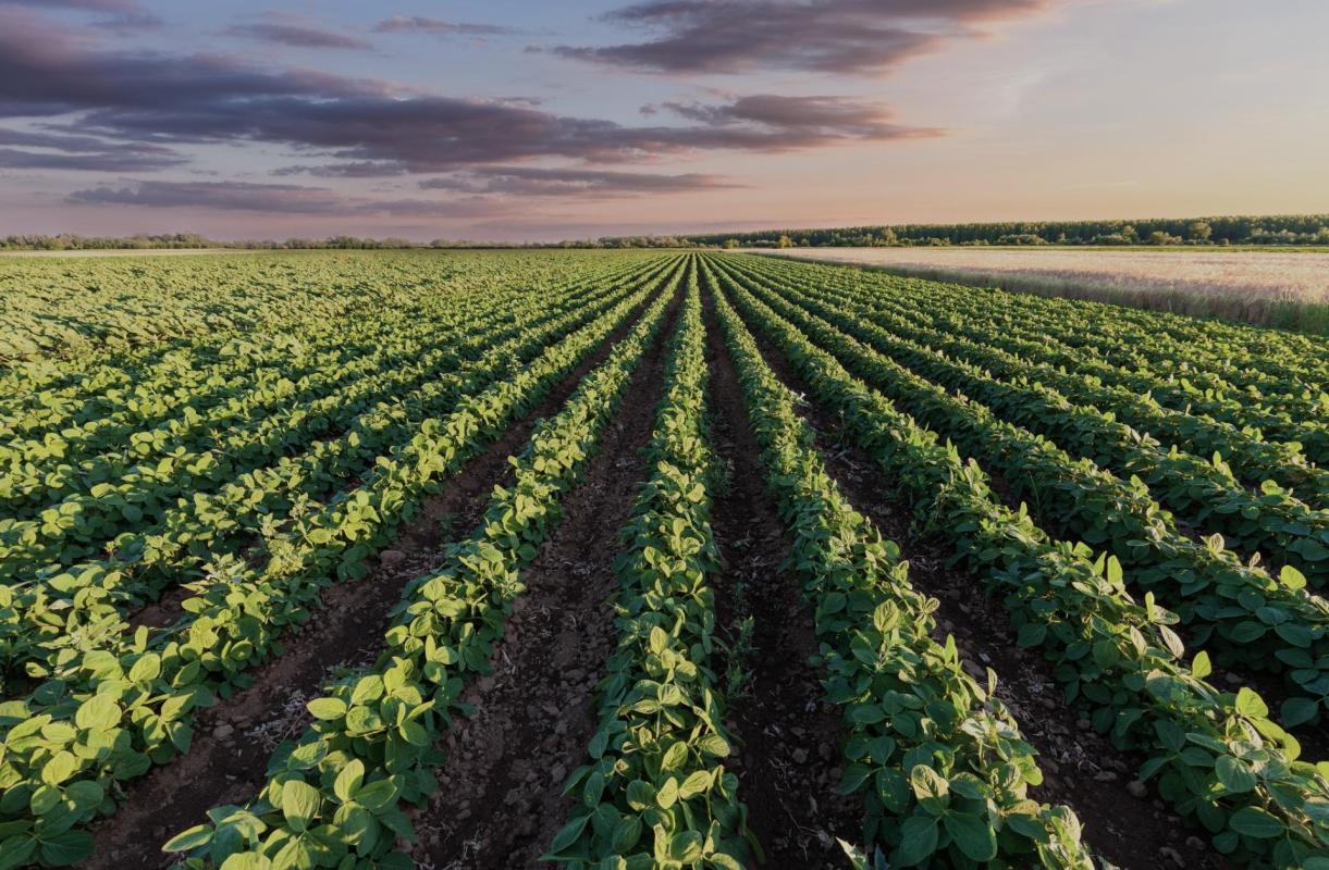 An unexpected crisis impacted a region in the US, an uncharacteristic crop freeze that caused worry among farmers.