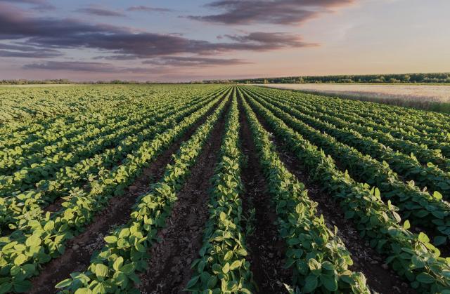 An unexpected crisis impacted a region in the US, an uncharacteristic crop freeze that caused worry among farmers.