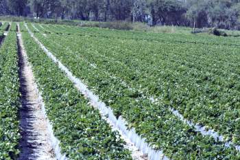 Several Florida farmers are facing major losses after a flash freeze burned their crops, leaving others worried about supply chain disruptions.