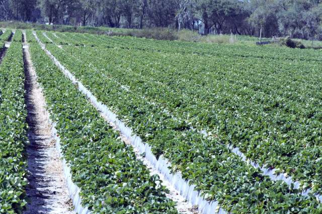 Several Florida farmers are facing major losses after a flash freeze burned their crops, leaving others worried about supply chain disruptions.