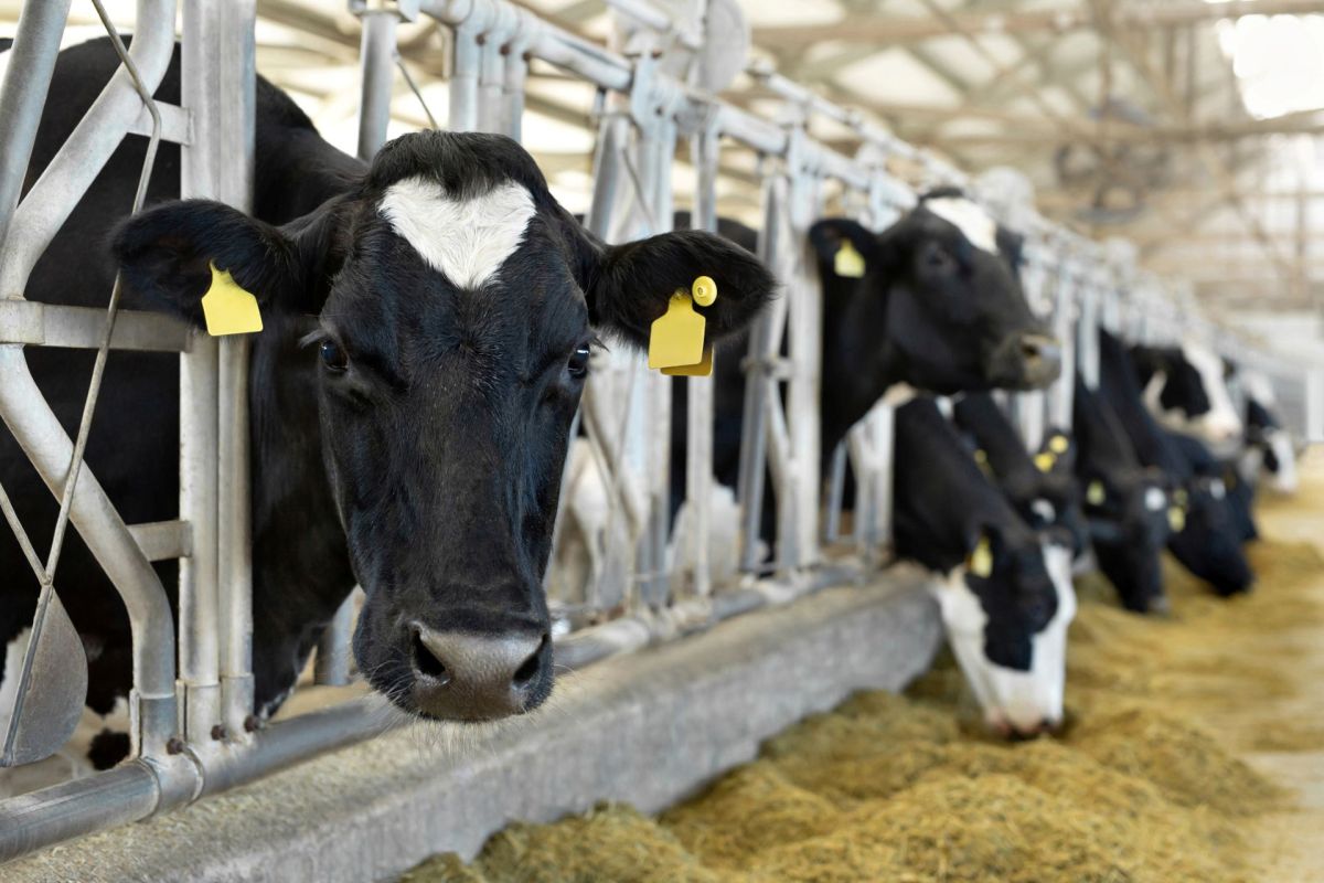 A close-up of a black and white cow in a barn, with other cows visible eating in the background.