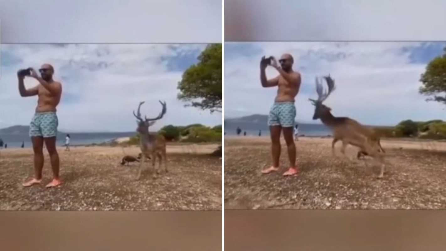 A man in swim shorts takes a photo, while a deer approaches him on a sandy beach.