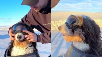 Dogs are family, so it makes sense that you want to take them on your adventures too.