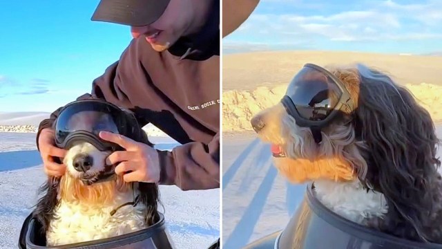 Dogs are family, so it makes sense that you want to take them on your adventures too.