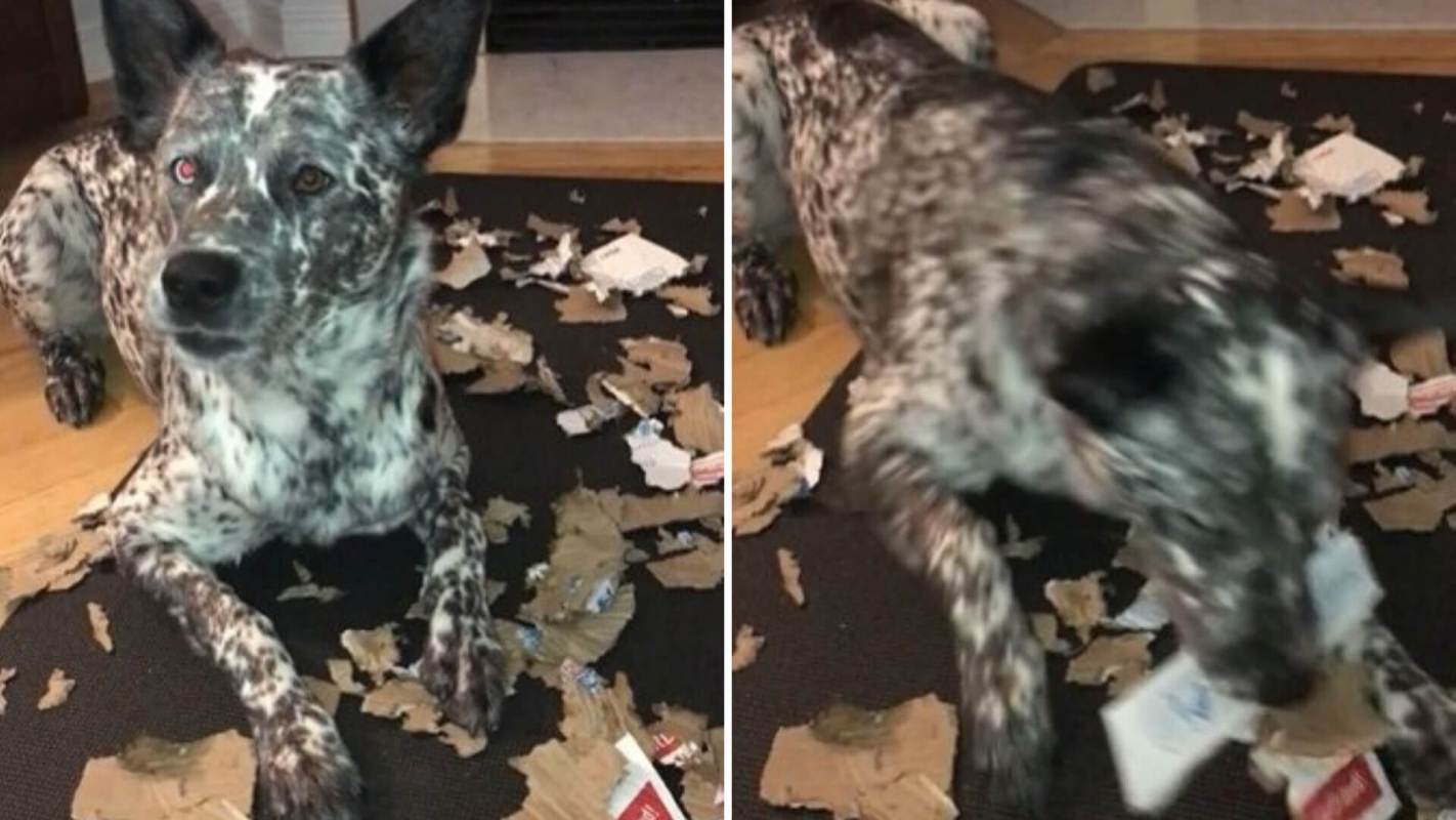 Your dog can help reduce your household waste and develop fertilizer for down the road.