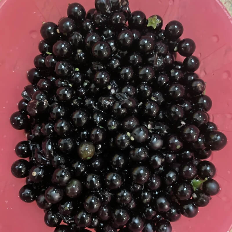 One Redditor is encouraging North American foragers to give black nightshade, an invasive plant, a second look and even eat it.