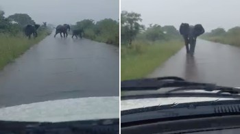A group of elephants crosses a rain-soaked road amidst heavy rainfall.