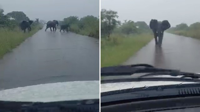 A group of elephants crosses a rain-soaked road amidst heavy rainfall.