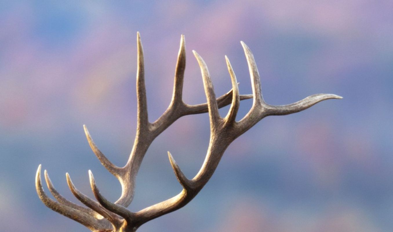 A close-up of a deer antler with sharp, branching points against a softly blurred background.
