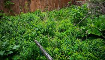 One gardener's laidback approach certainly paid off in the form of some entertaining visitors as they shared in the r/fucklawns subreddit.