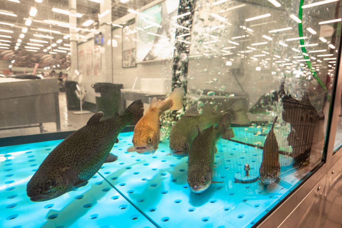 Nanoplastics are disrupting fish's ability to think and make decisions, with troubling implications for ocean food webs.