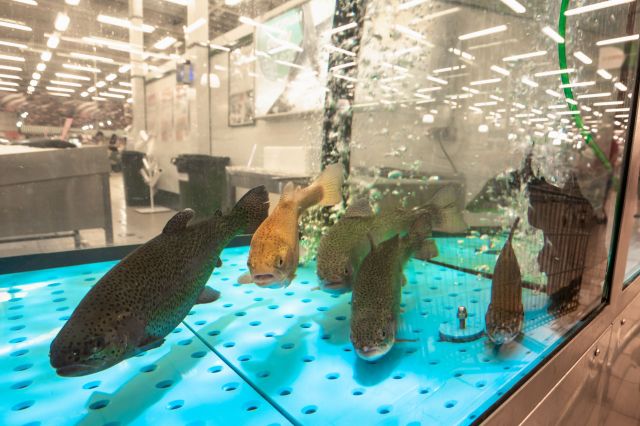 Nanoplastics are disrupting fish's ability to think and make decisions, with troubling implications for ocean food webs.