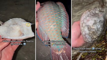 Three hands holding different fish: a flatfish, a colorful parrotfish, and a speckled fish, each displayed close-up.