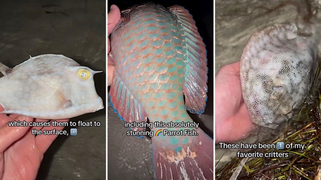 Three hands holding different fish: a flatfish, a colorful parrotfish, and a speckled fish, each displayed close-up.