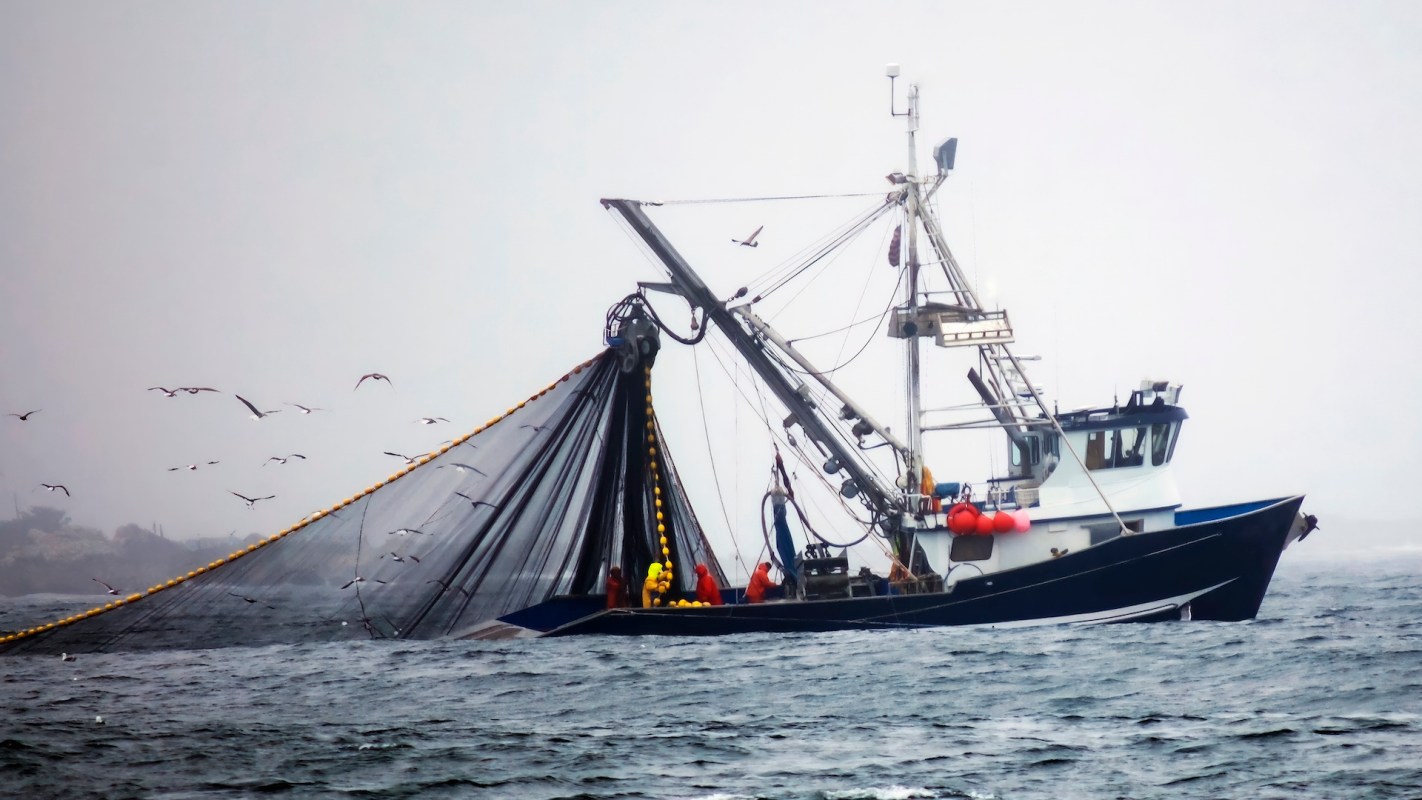 Meal sizes for fish living in Great Britain’s seas are shrinking due to overfishing and warmer waters, according to a study from the University of Essex.