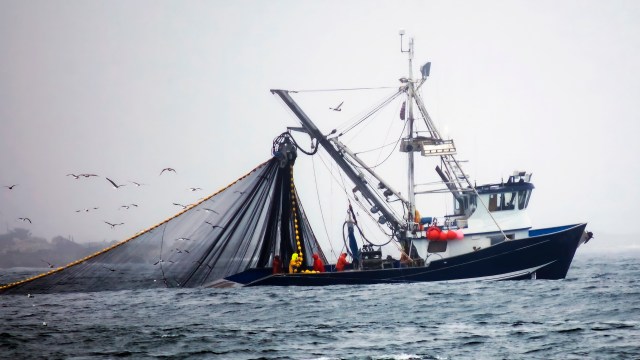 Meal sizes for fish living in Great Britain’s seas are shrinking due to overfishing and warmer waters, according to a study from the University of Essex.