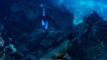 Floating fishing devices are being abandoned around the Galápagos Marine Reserve, leading to plastic pollution, entanglement of animals, and habitat damage.