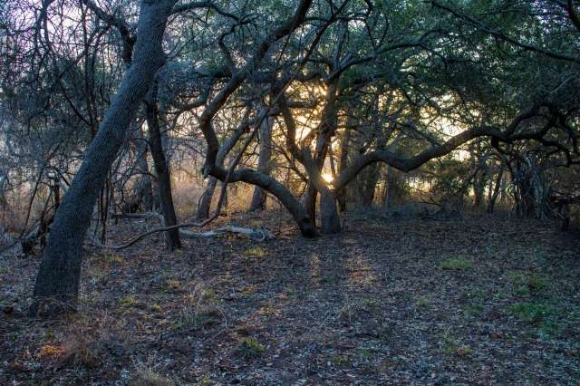 Residents of East Texas were put on alert after a black bear was spotted in Cherokee and Anderson counties.