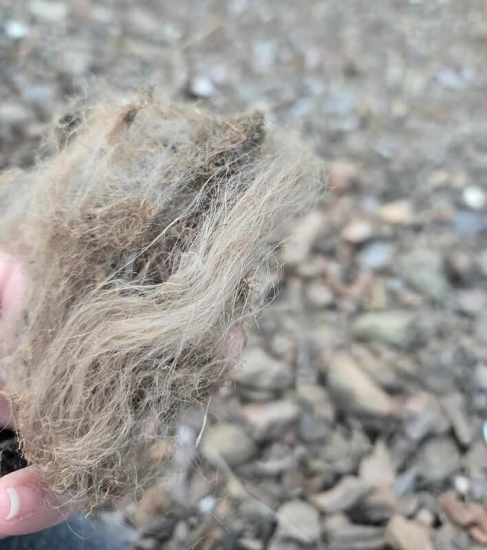 Homeowner holding up disintegrated weedblock fabric.