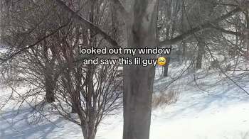 One TikToker delighted the internet with a video of a fox encounter in her backyard.