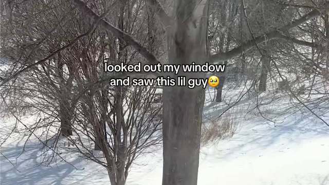 One TikToker delighted the internet with a video of a fox encounter in her backyard.