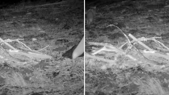 The California Department of Fish and Wildlife released trail footage of the distinctive Sierra Nevada red fox from November.