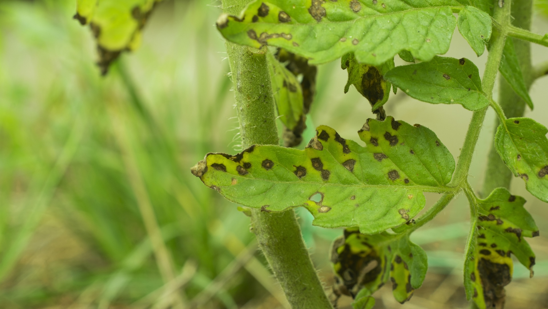 Officials declare quarantine in wake of deadly threat to staple crops: 'Could be devastating to the … industry'