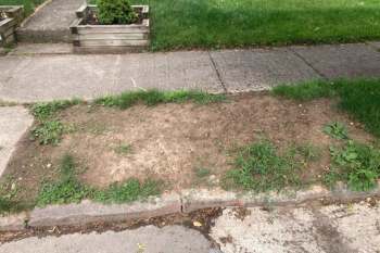 One rogue gardener got an A for effort, but more of a failing grade for execution after unintentionally planting an invasive plant.