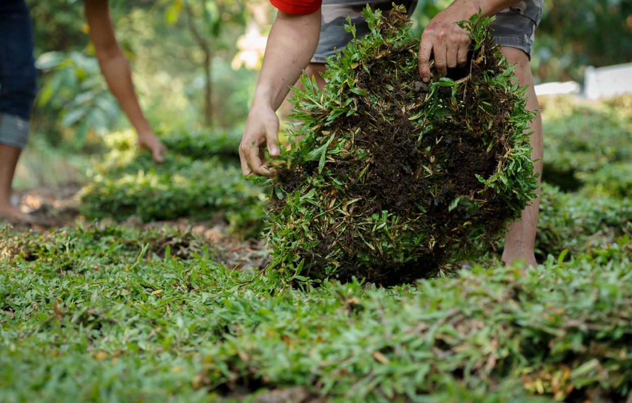 Homeowner pulling up weedblock fabric.