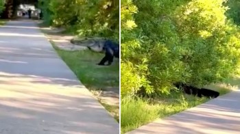 An alligator walks along a path beside dense greenery while a black bear peeks from behind a bush.
