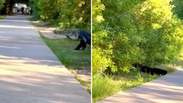 An alligator walks along a path beside dense greenery while a black bear peeks from behind a bush.
