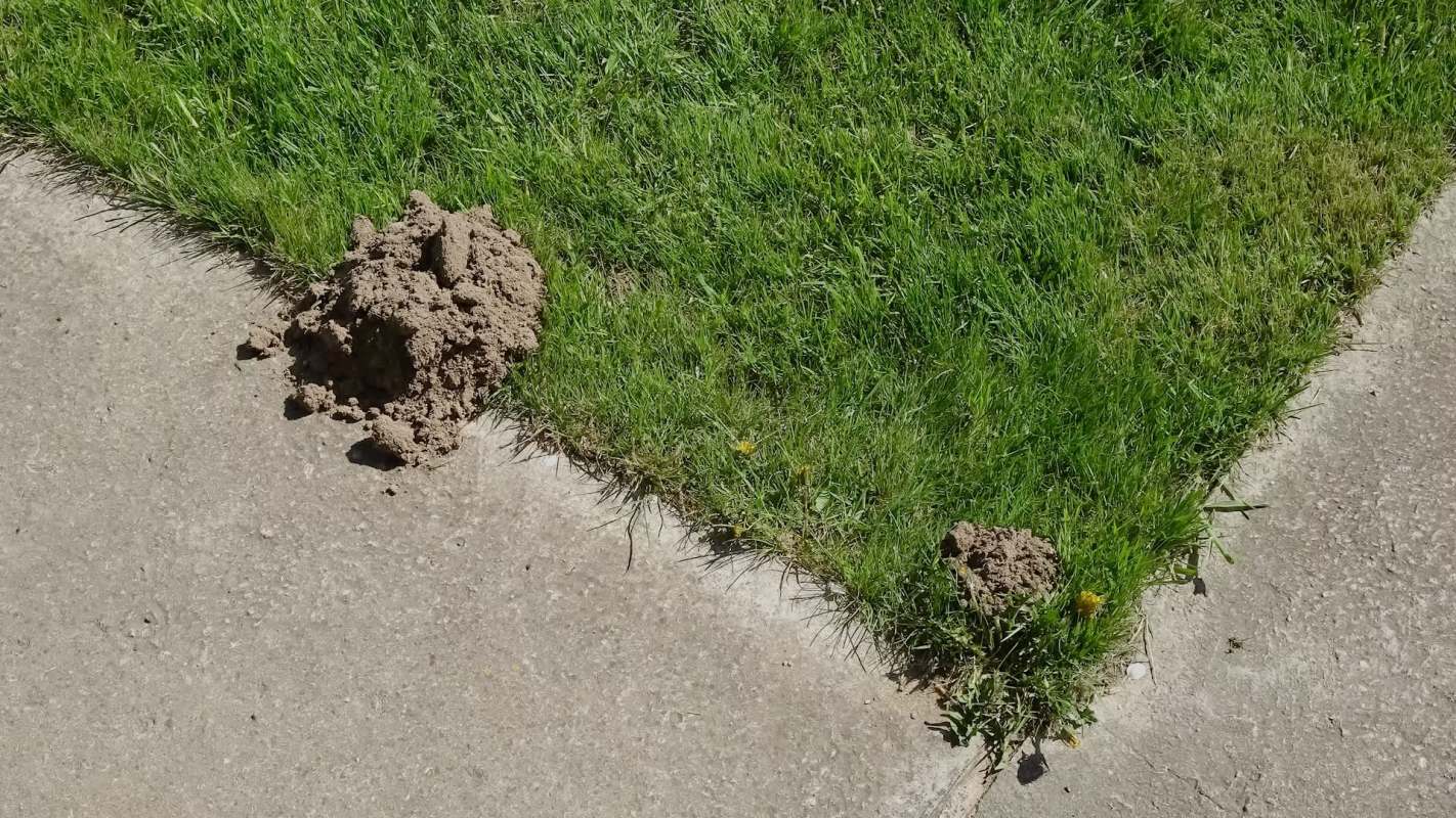 A homeowner had a scary realization just as spooky season was around the corner: An unexpected guest had moved into their garden.