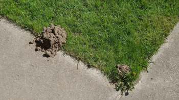 A homeowner had a scary realization just as spooky season was around the corner: An unexpected guest had moved into their garden.