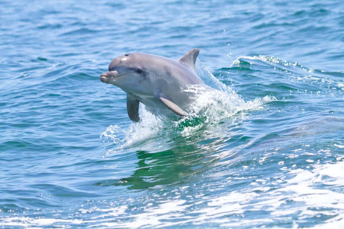 Hazardous e-waste is causing significant damage to marine ecosystems, according to a new study showing chemicals from digital displays in endangered dolphins.