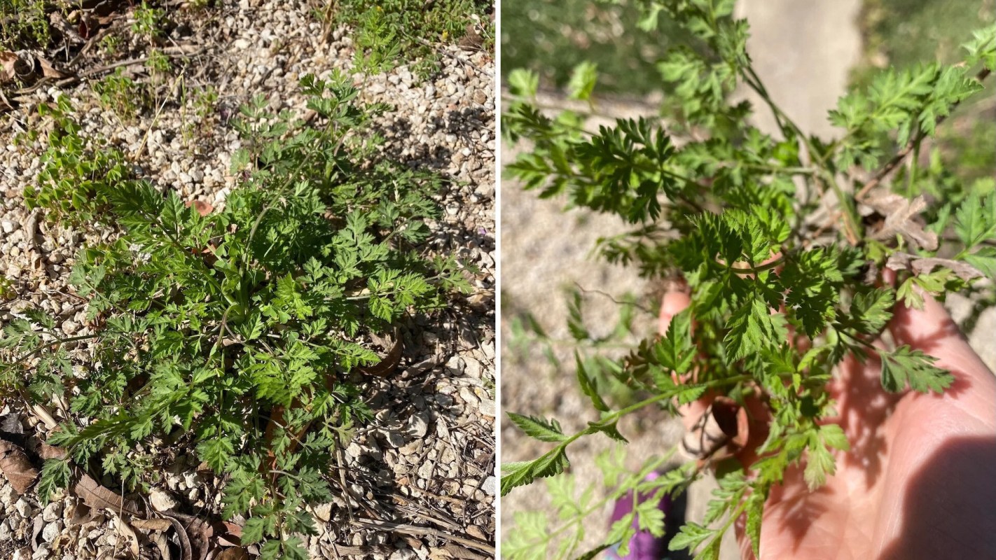 A wary gardener posted to the subreddit urgently cautioning gardeners to not underestimate the threat from hedge parsley.