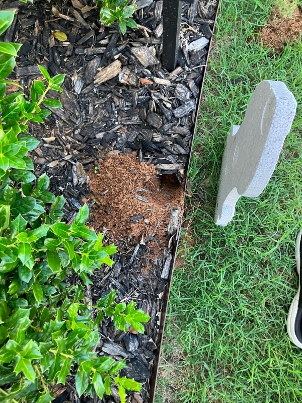 A homeowner had a scary realization just as spooky season was around the corner: An unexpected guest had moved into their garden.