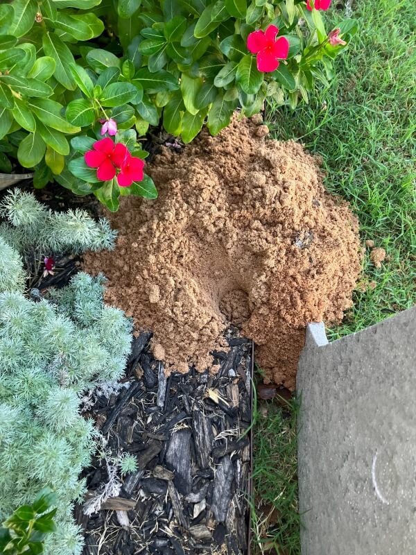 A homeowner had a scary realization just as spooky season was around the corner: An unexpected guest had moved into their garden.