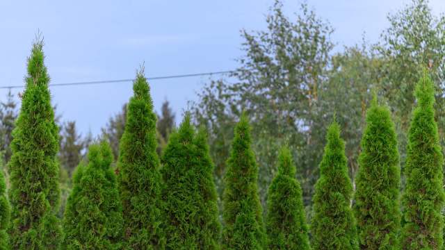 A dispute over backyard privacy led to online musings about legal action after one neighbor allegedly sprayed another neighbor's new privacy hedge with herbicide.